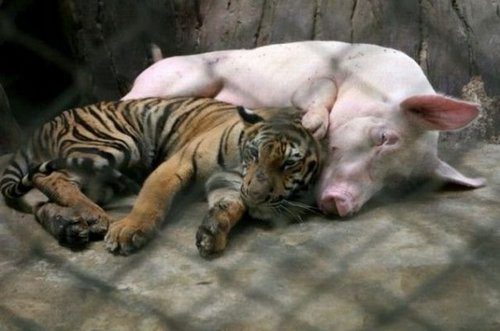 Tigre et cochon dormant paisiblement enlacés