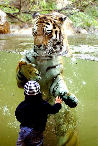 Enfant en bonnet rayé face à un tigre dans l'eau, scène de zoo