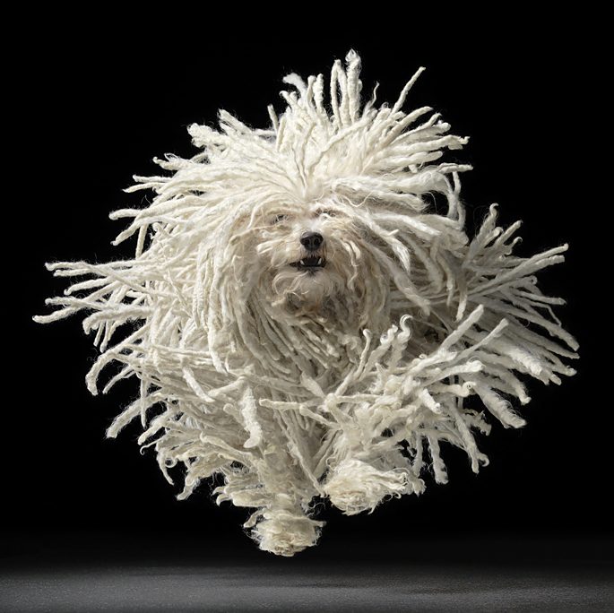 Chien blanc aux longs poils hirsutes isolé sur fond noir