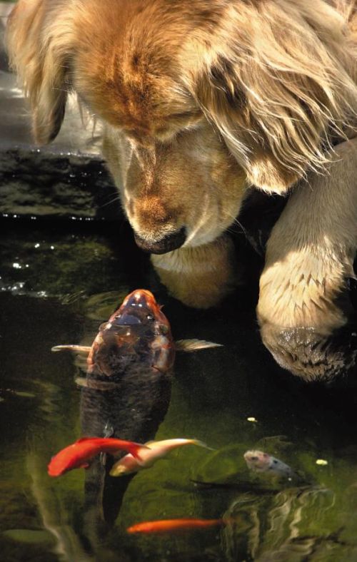 Chien doré observant des poissons dans l'eau, l'un de couleur rouge