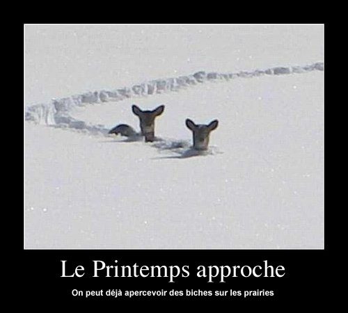 Chevreuils émergeant de la neige avec caption « Le Printemps approche »