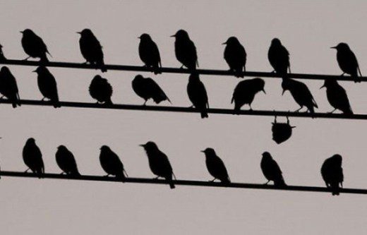 Silhouettes noires d'oiseaux perchés en rangées sur trois fils électriques