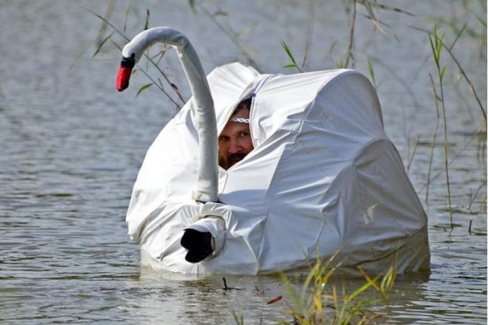Cygne blanc reposant replié sous ses ailes dans l'eau