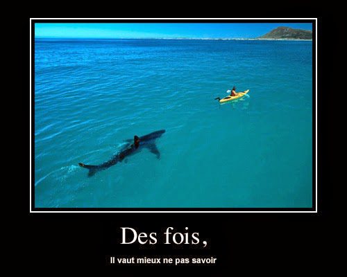 Mer turquoise avec kayakiste et requin visible; texte 'Il vaut mieux ne pas savoir'
