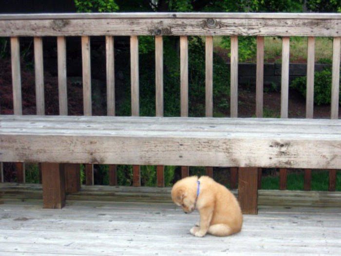 Chien assis sur une terrasse en bois, regard contemplatif vers le lointain