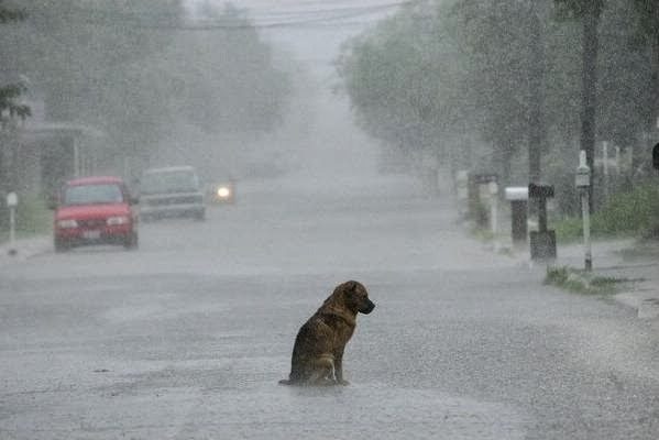 Chien trempé assis seul sur route pluvieuse avec voitures