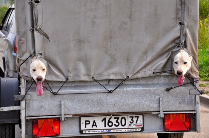 Deux chiens blancs dans un camion gris, plaque d'immatriculation russe