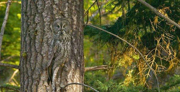 Chouette camouflée sur un tronc d'arbre avec feuillage vert