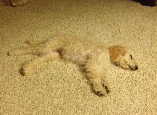 Chien blanc couché sur un tapis beige, vue du dessus