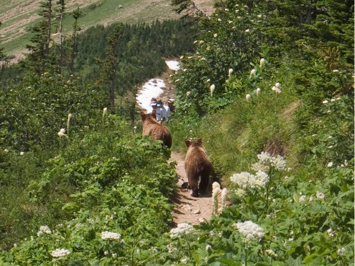 Ours bruns sur sentier montagneux enneigé bordé de fleurs blanches