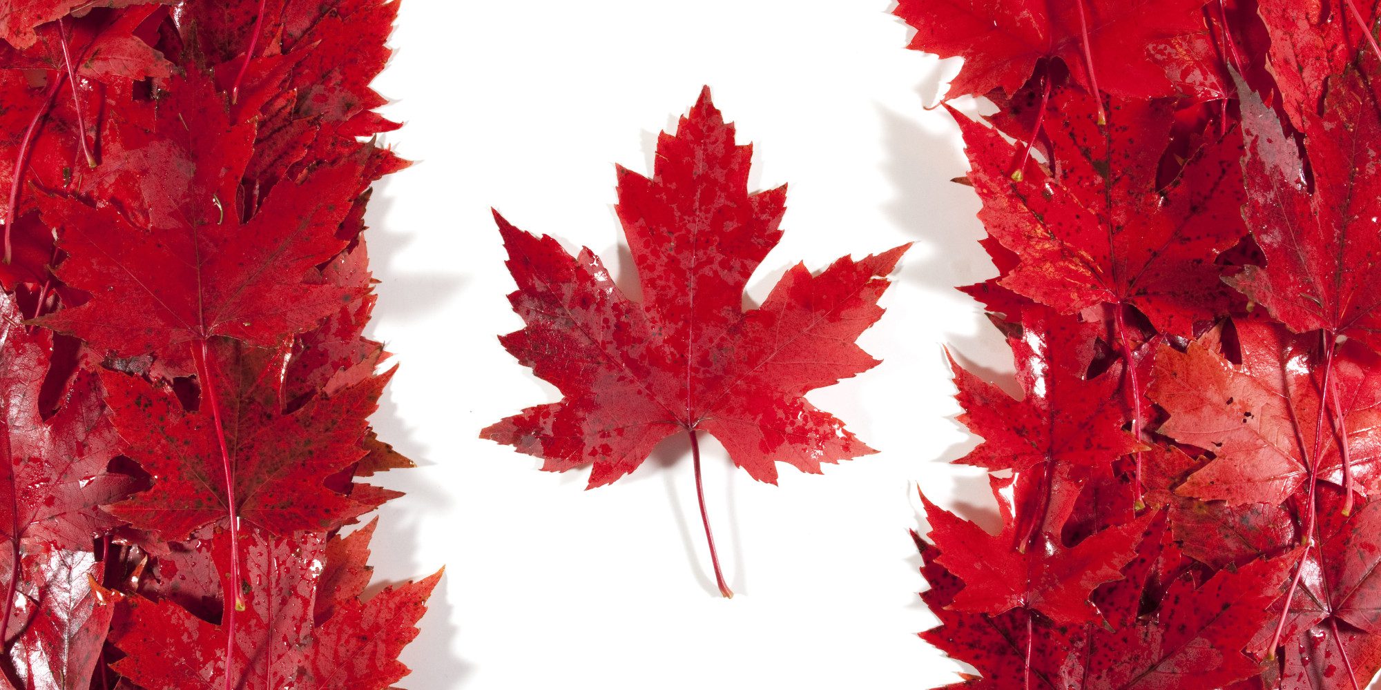 Feuilles d'érable rouge du Canada, feuille centrale blanche entourée de rouges