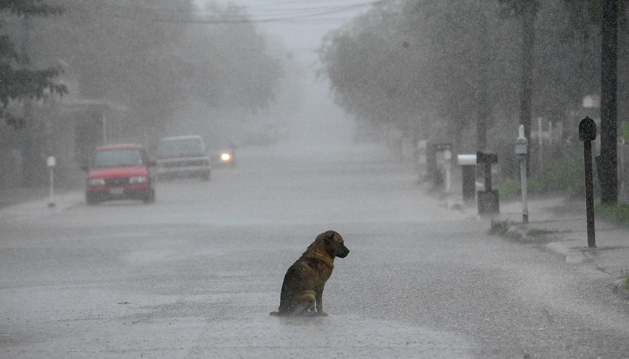 Chien assis au milieu d'une rue sous une pluie torrentielle