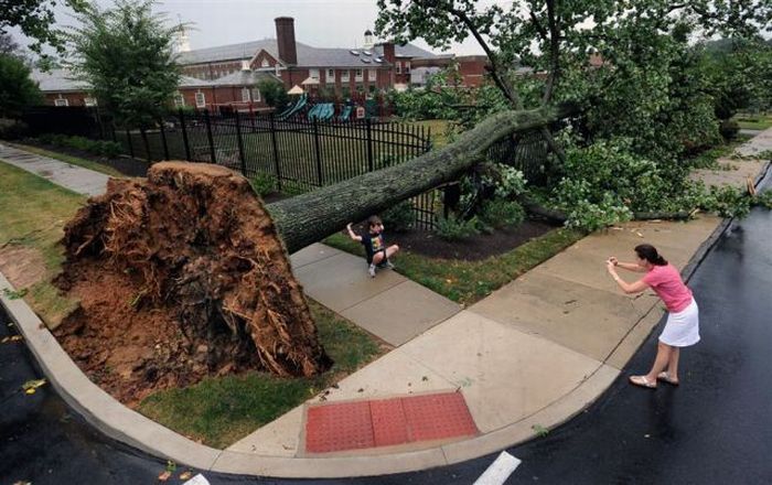 Arbre géant déraciné, racines exposées, tombé dans une cour d'école