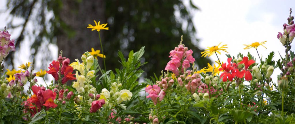 Parterre de fleurs colorées roses rouges et jaunes dans un jardin