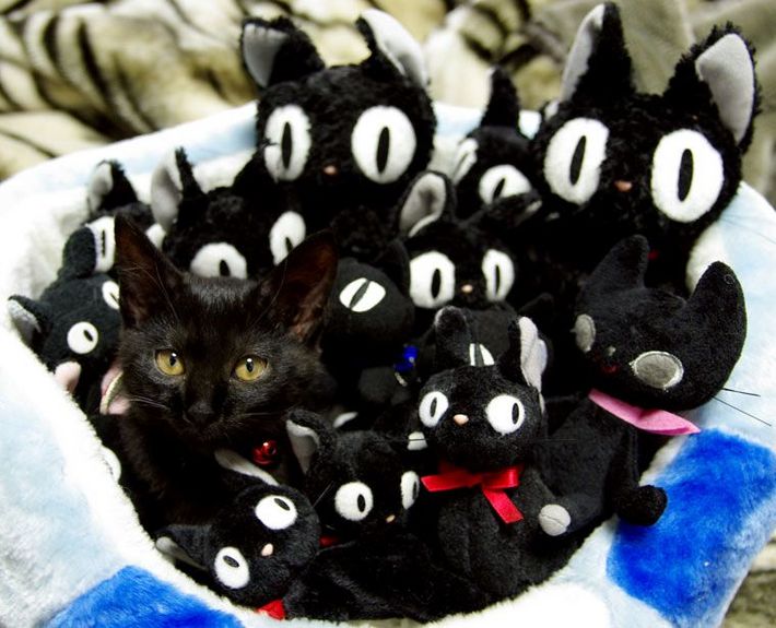 Groupe de chatons noirs jouant ensemble sur tissu blanc