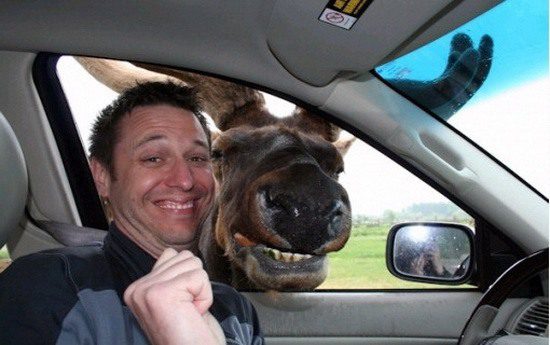 Selfie d'un homme en voiture avec un cheval regardant par la fenêtre