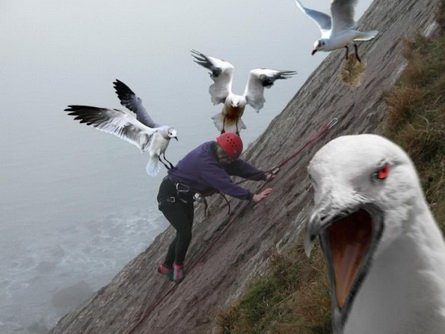 Femme sur digue rocheuse encerclée par des mouettes volantes, l'une en gros plan
