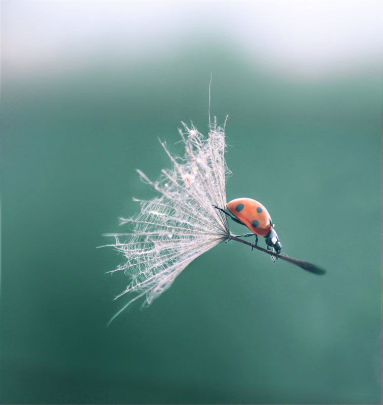 Coccinelle rouge perchée sur une graine de pissenlit blanc